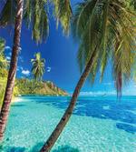 Palm Trees Sea Beach
