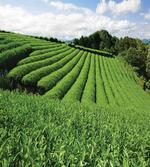 Sunny Landscape Tea Fields