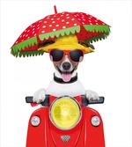 Dog Driving a Motorcycle