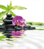 Purple Orchid Bamboos
