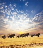 Wild Elephants Herd
