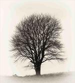 Fall Tree Monochrome Art