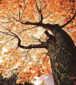 Old Tree Botany Wood artwork