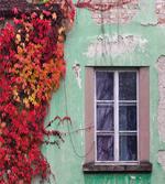 Fall Ivy on Old House