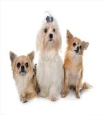 Chihuahua and Maltese Dogs