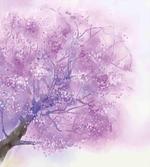 Sakura Tree Springtime