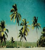 Retro Summer and Tall Trees artwork