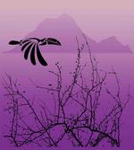 Hornbill Silhouette