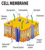 Membrane Cell Types