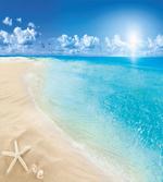 Sunny Seashore and Shells