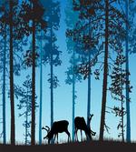 Wild Animal Elk Forest