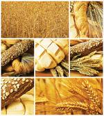 Wheat Stages Collage