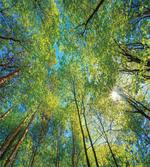 Willow Flora in Nature
