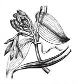 Vintage Engraved Flower Art artwork
