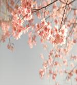 Scenery Sakura Trees