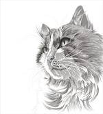 Cat Portrait Kitten