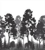 Summer Forest