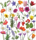 Colored Roses Tulips