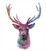 Antlers Wild Nature