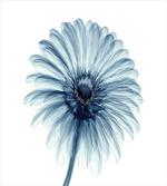 Daisies Flowers Plants artwork