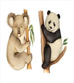 Koala Panda Watercolor