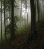 Mysterious Woods Foggy