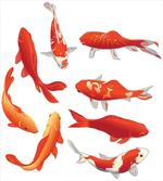 Koi Shoal Chinese Animal