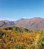 Fall Colors Woodland