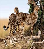 Safari Animal Cheetahs