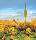 Sonoran Desert Blooms