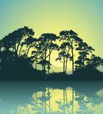 Forest Tree Landscape