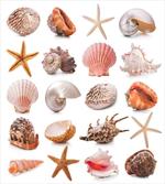 Mollusk Summer Holiday artwork