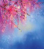 Sakura Spring