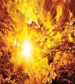 Sunbeams Leaves Trees