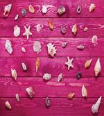Seashells Vintage