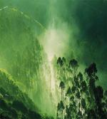 Nevada Foggy Forest