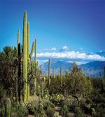 Tucson Countryside Cacti artwork