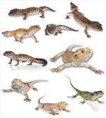 Primitive Reptile artwork