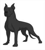 Purebred Dog on Plain