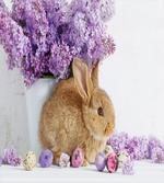 Rabbit Photo