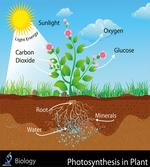 Plant Diagram Style