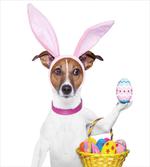 Dog as Easter Bunny