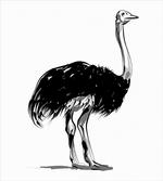 Sketch Bird Desert