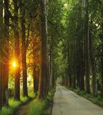 Fresh Morning Scenery