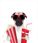 Dog Going to the Movies