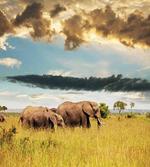 Elephant Family Photo