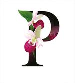 Lady Slipper Flower artwork