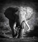 Exotic Wildlife Elephant