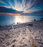 Rocky Sea Shore Trees