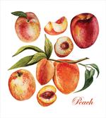 Delicious Nectarines